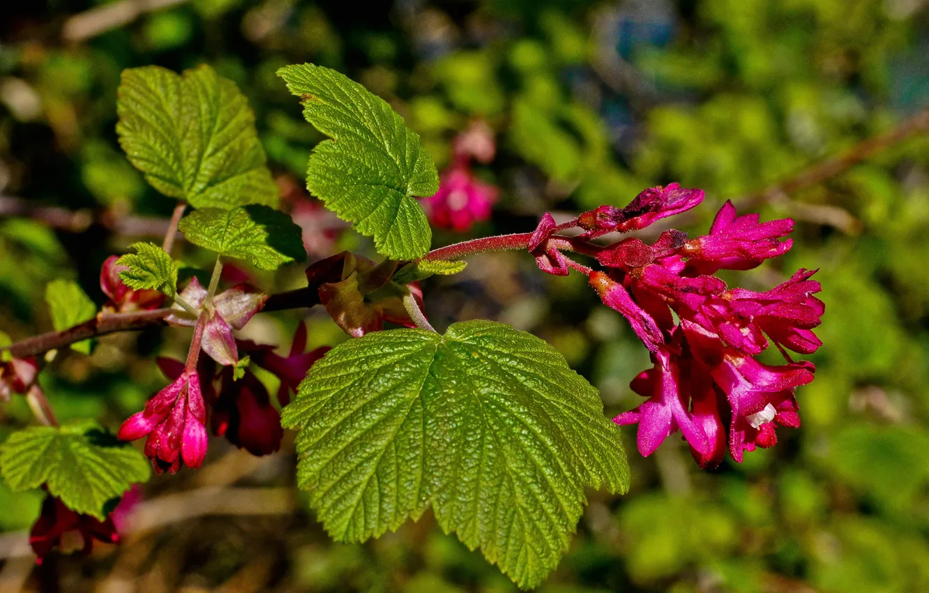 Photo wallpaper leaves, flowers, plant, stem