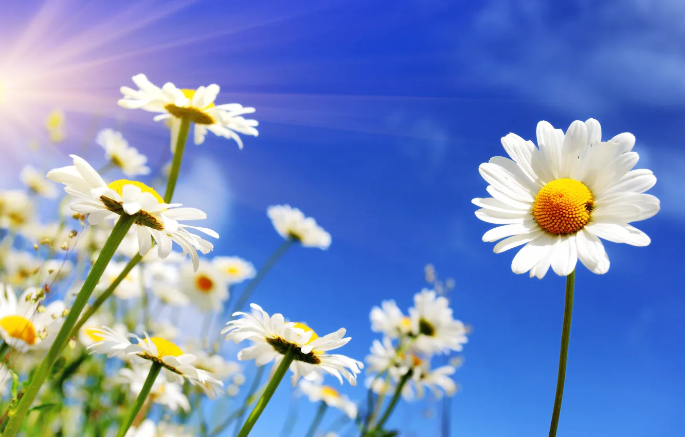 Photo wallpaper the sky, the sun, flowers, chamomile, spring, spring