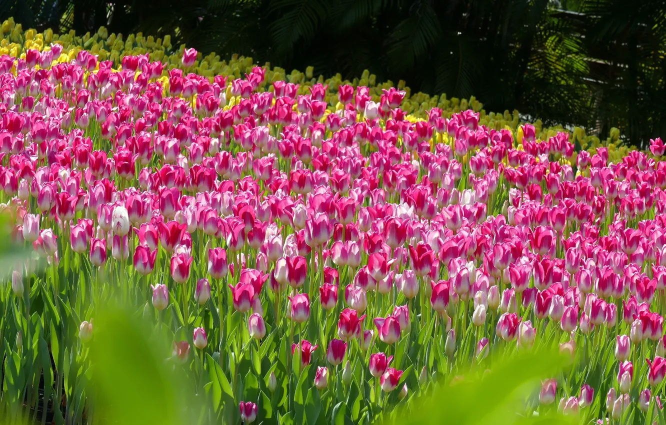 Photo wallpaper light, tulips, pink, flowerbed, a lot