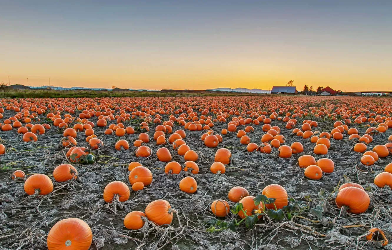 Photo wallpaper field, harvest, Canada, pumpkin, British Columbia