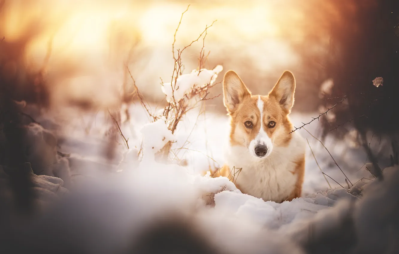 Photo wallpaper winter, look, snow, branches, dog, Welsh Corgi