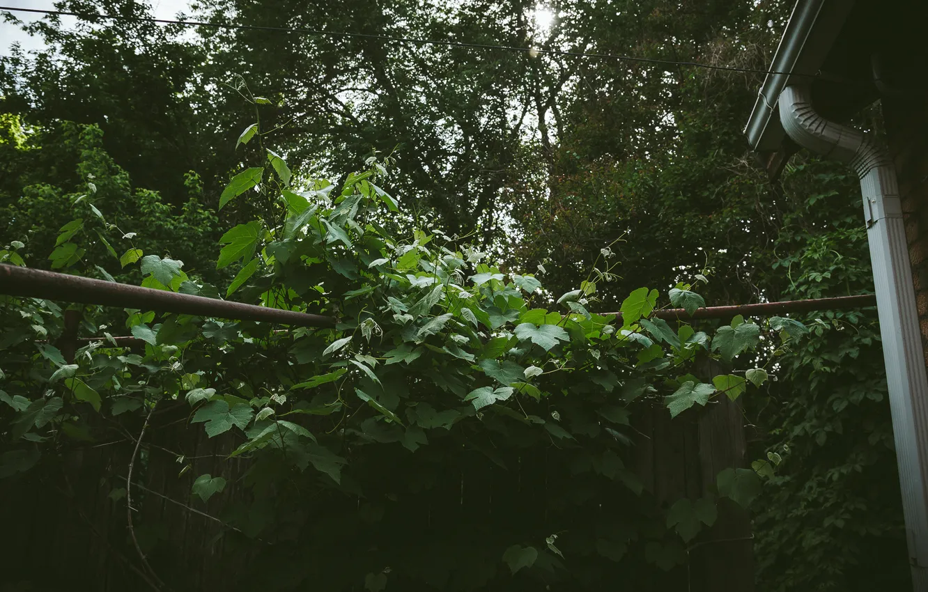 Photo wallpaper summer, greens. tree, nature tree