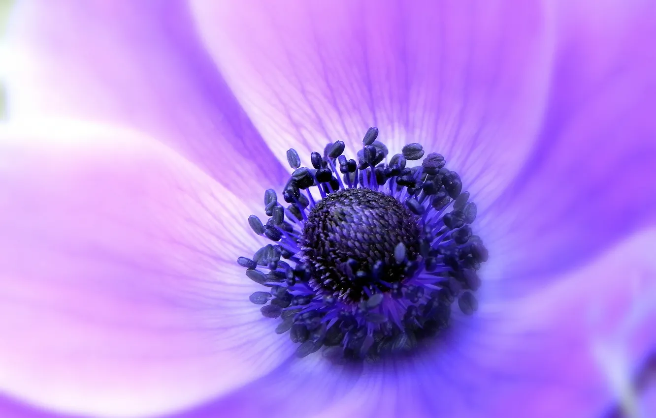 Photo wallpaper flower, macro, lilac, tenderness, focus, petals, Anemone, anemone