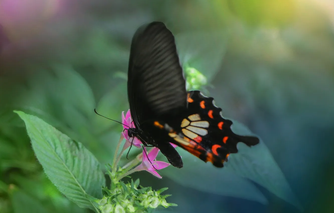 Photo wallpaper flowers, macro, butterfly, wings, beautiful, closeup