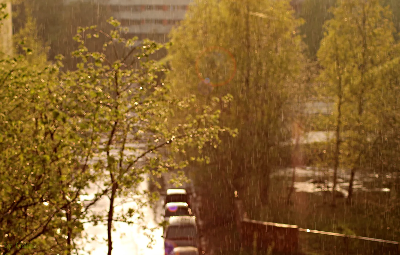 Photo wallpaper road, trees, rain, foliage, Sunny