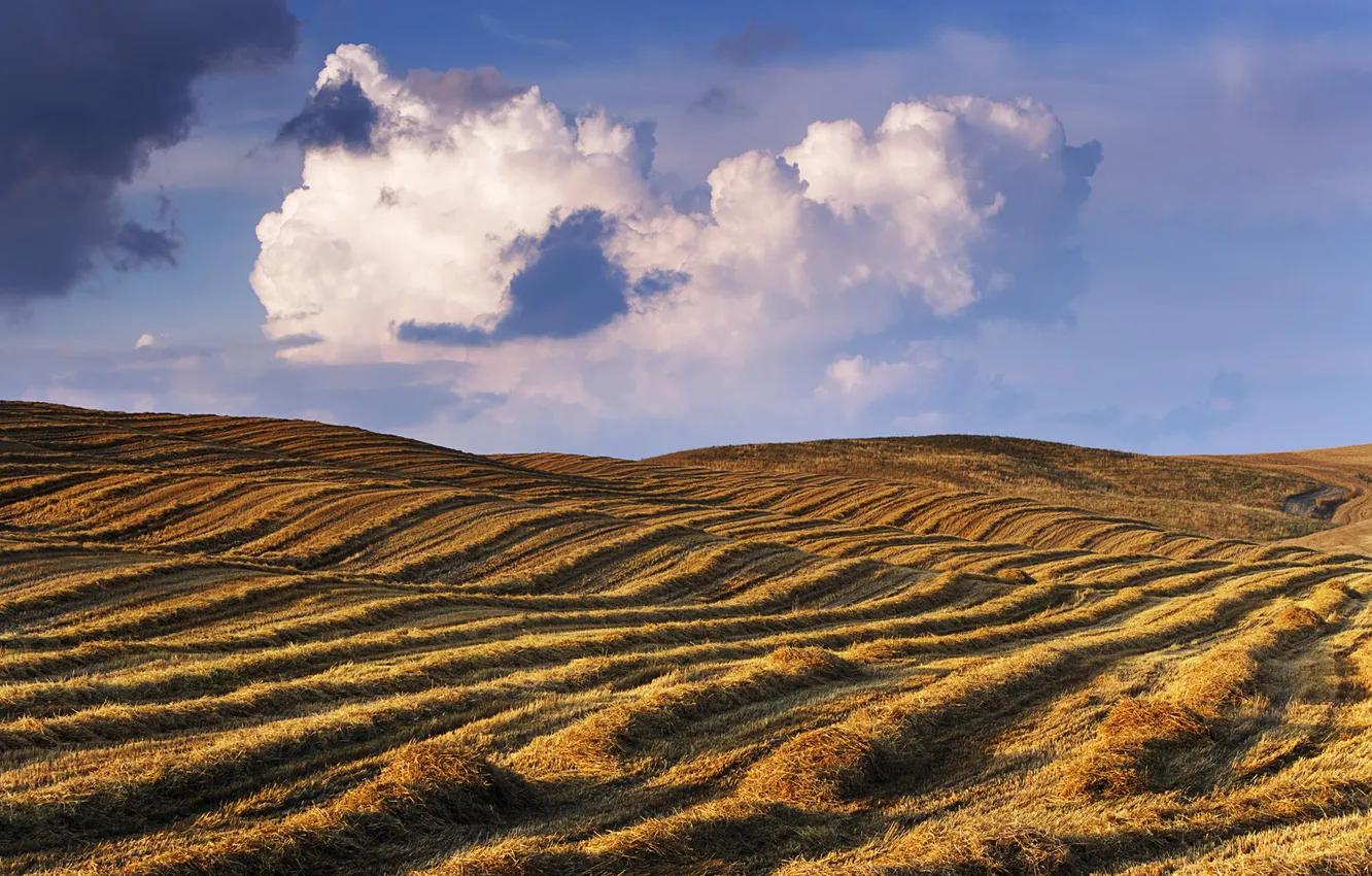 Photo wallpaper field, the sky, cereals