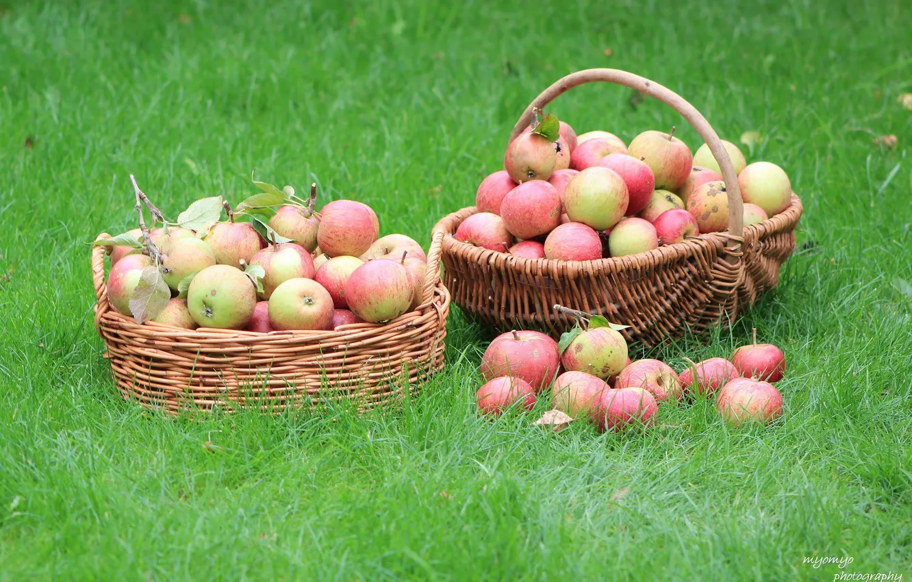 Photo wallpaper basket, apples, weed