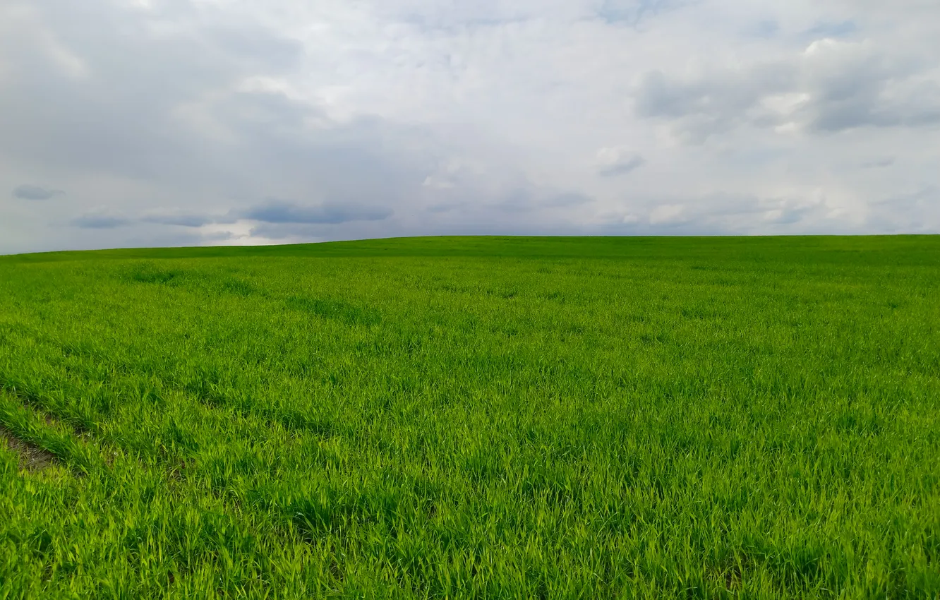 Photo wallpaper field, the sky, grass, clouds, light, landscape, nature, stay