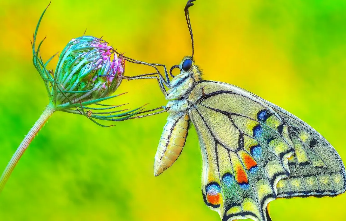 Photo wallpaper butterfly, flowers, insect