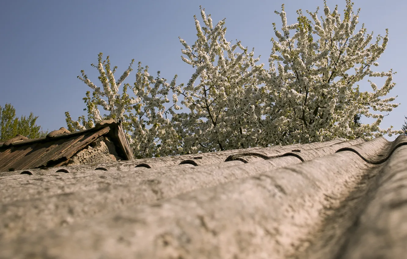 Photo wallpaper flower, sky, blossom, cherry, spring