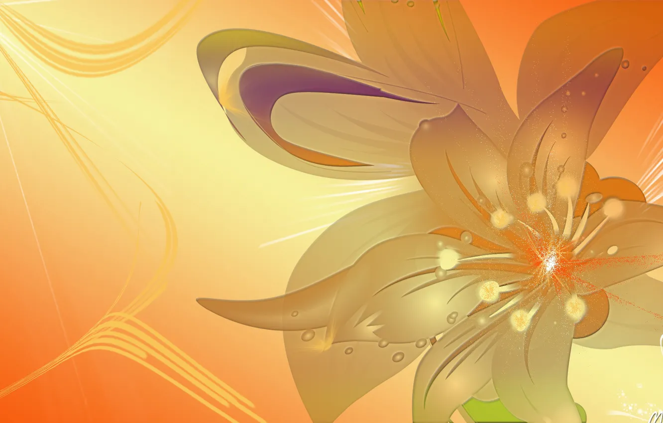 Photo wallpaper flowers, orange, background