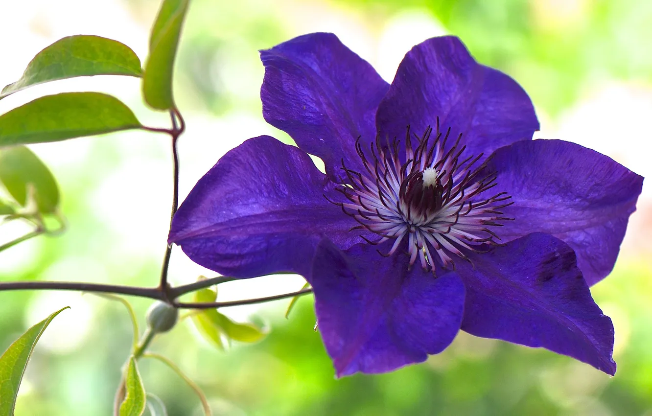 Photo wallpaper purple, macro, clematis, clematis