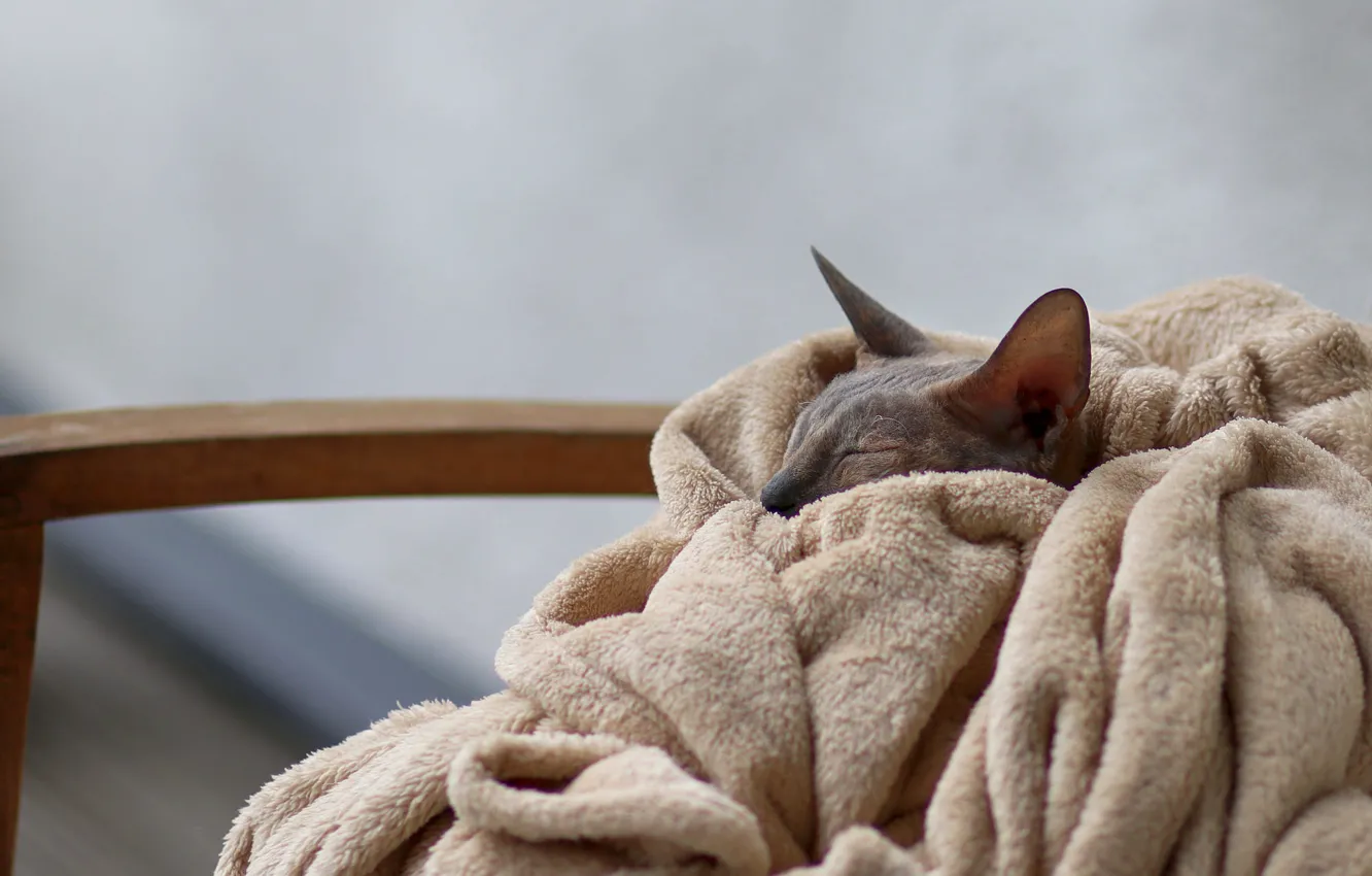 Photo wallpaper cat, cat, comfort, heat, sleep, chair, sleeping, lies