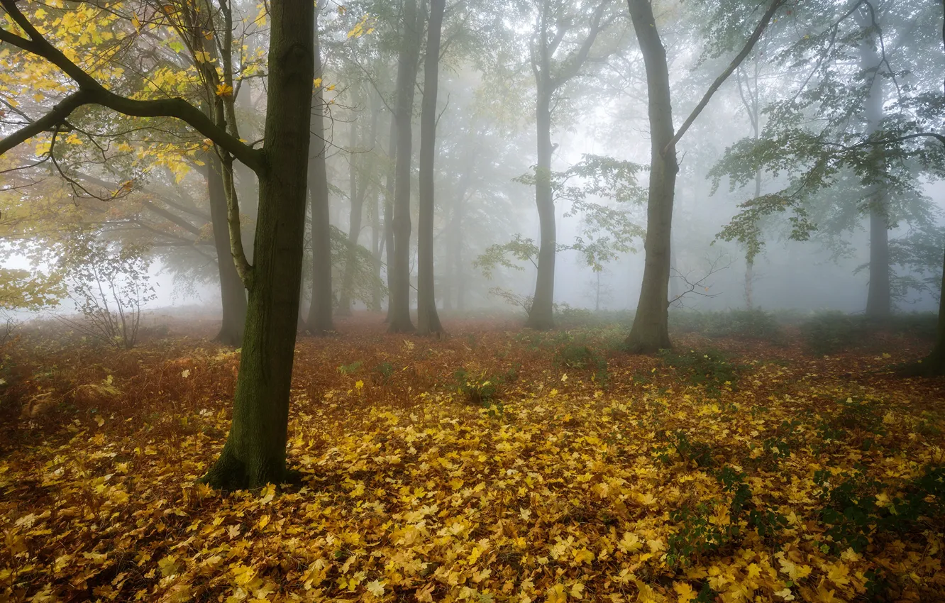 Photo wallpaper autumn, forest, fog