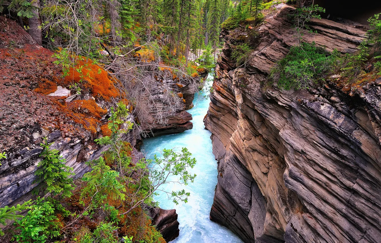Photo wallpaper forest, river, rocks, gorge