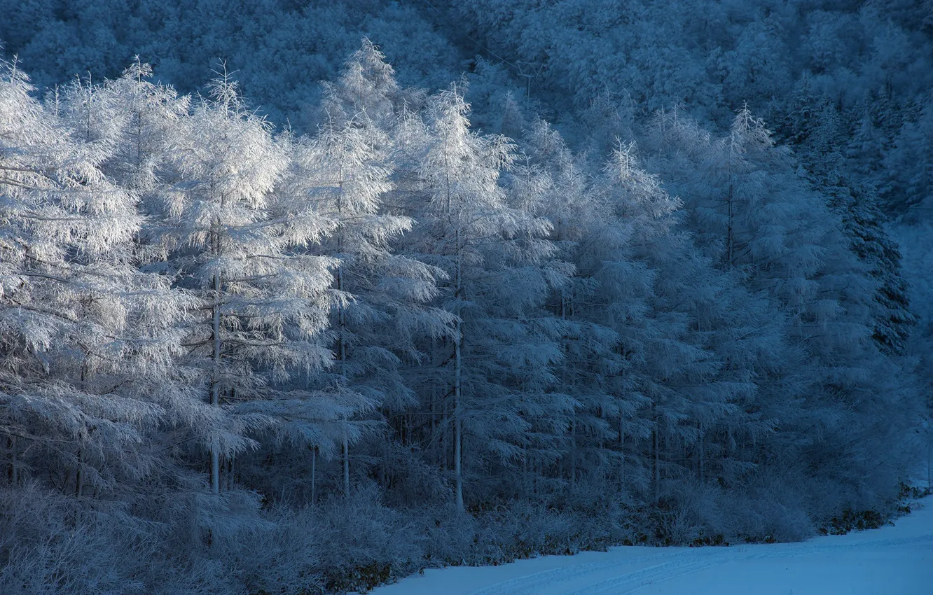 Photo wallpaper winter, forest, nature