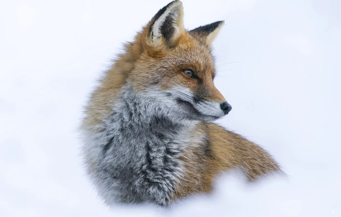 Photo wallpaper winter, look, snow, nature, portrait, Fox, white background, face