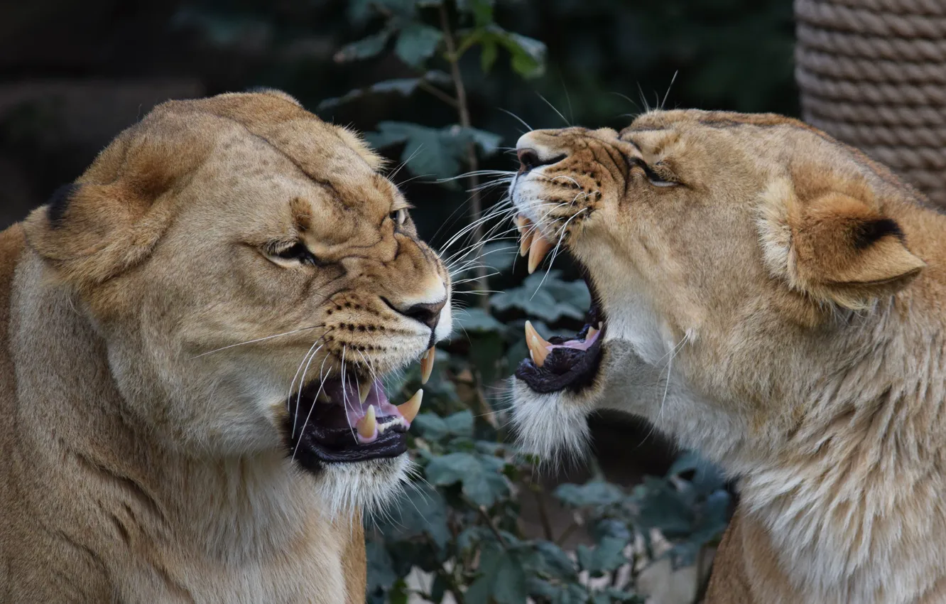 Photo wallpaper mouth, fangs, conflict, lioness