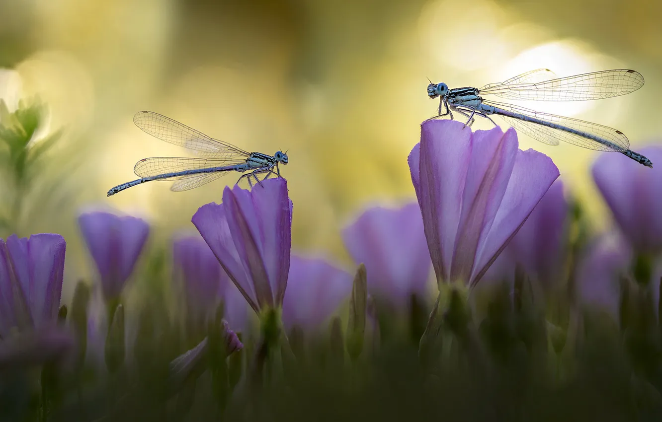 Photo wallpaper summer, macro, light, flowers, glade, dragonfly, insect, pink