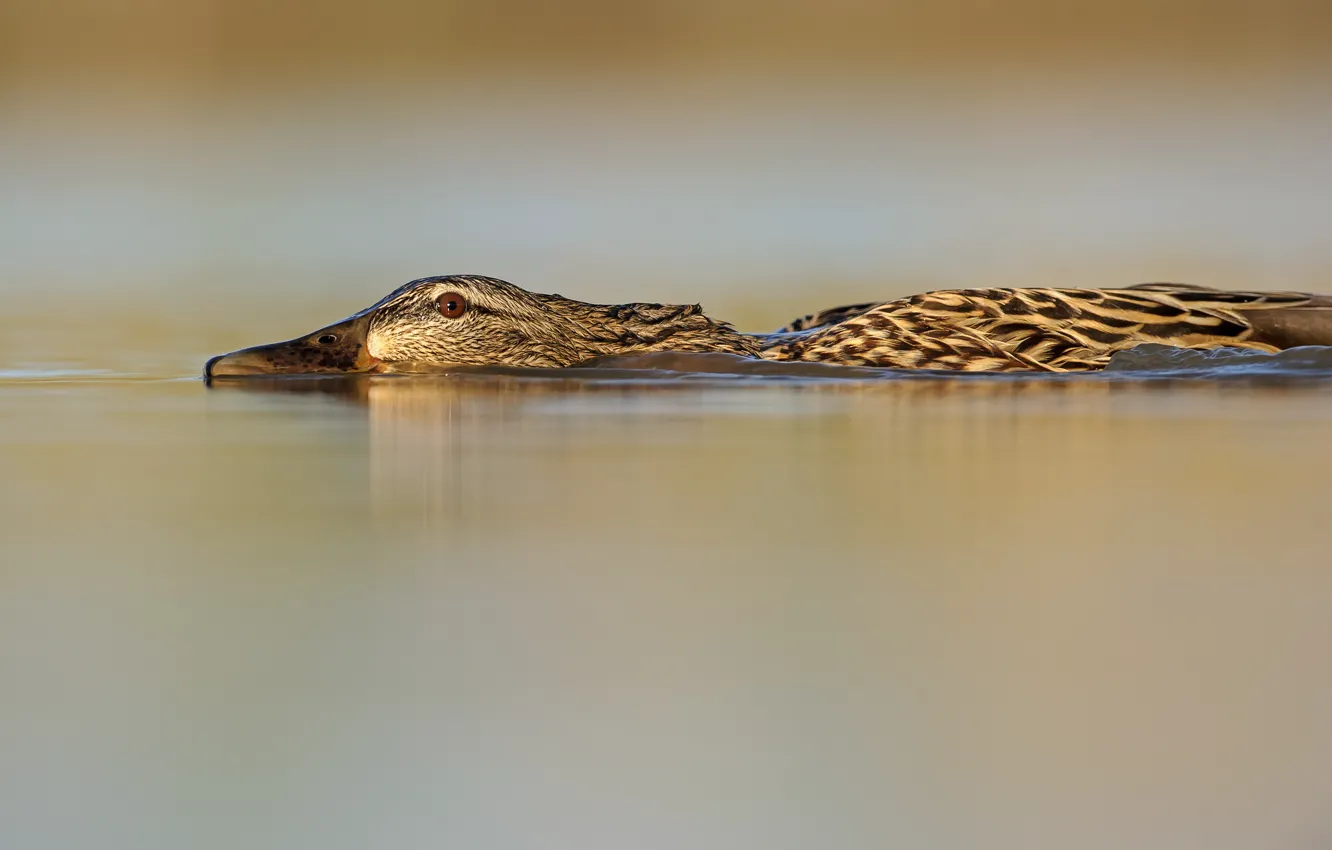 Photo wallpaper eyes, lake, beak, lake, eye, Mallard, beak, Mallard