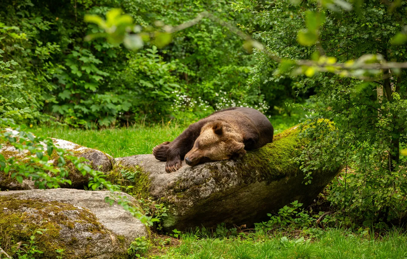 Photo wallpaper greens, forest, stay, bear, lies, log