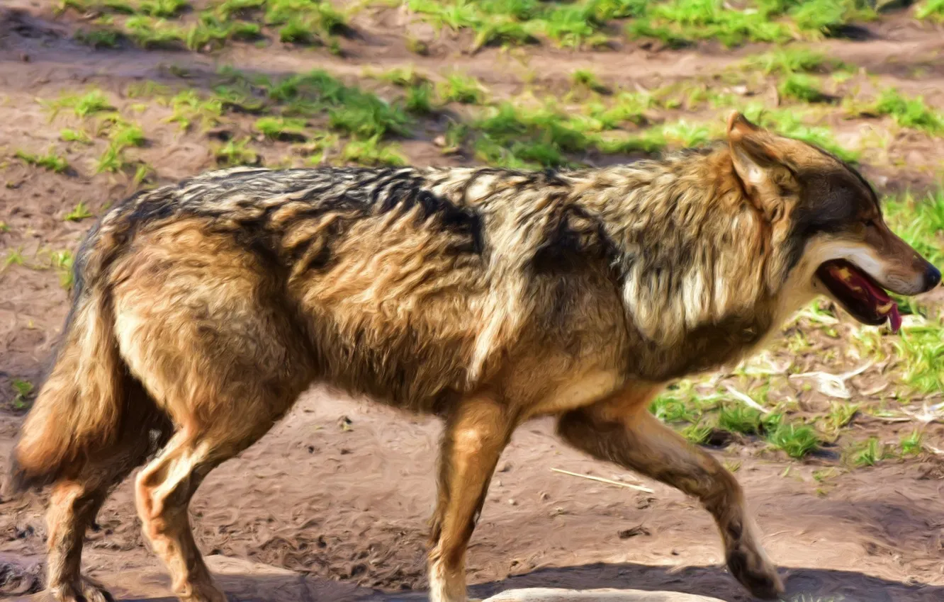 Photo wallpaper fantasy, Predator, nature, art, snow, face, animal, wolf