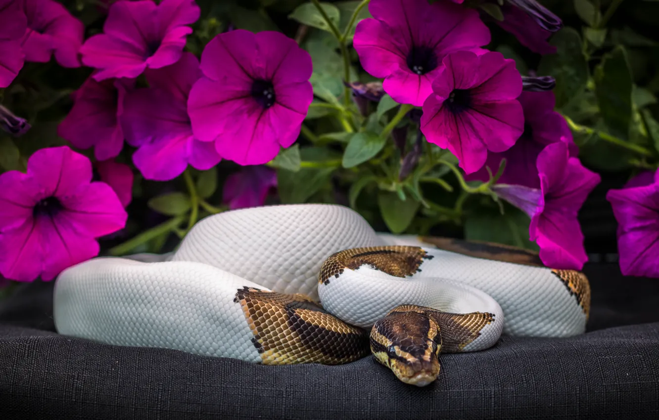Photo wallpaper flowers, snake, Python, Petunia