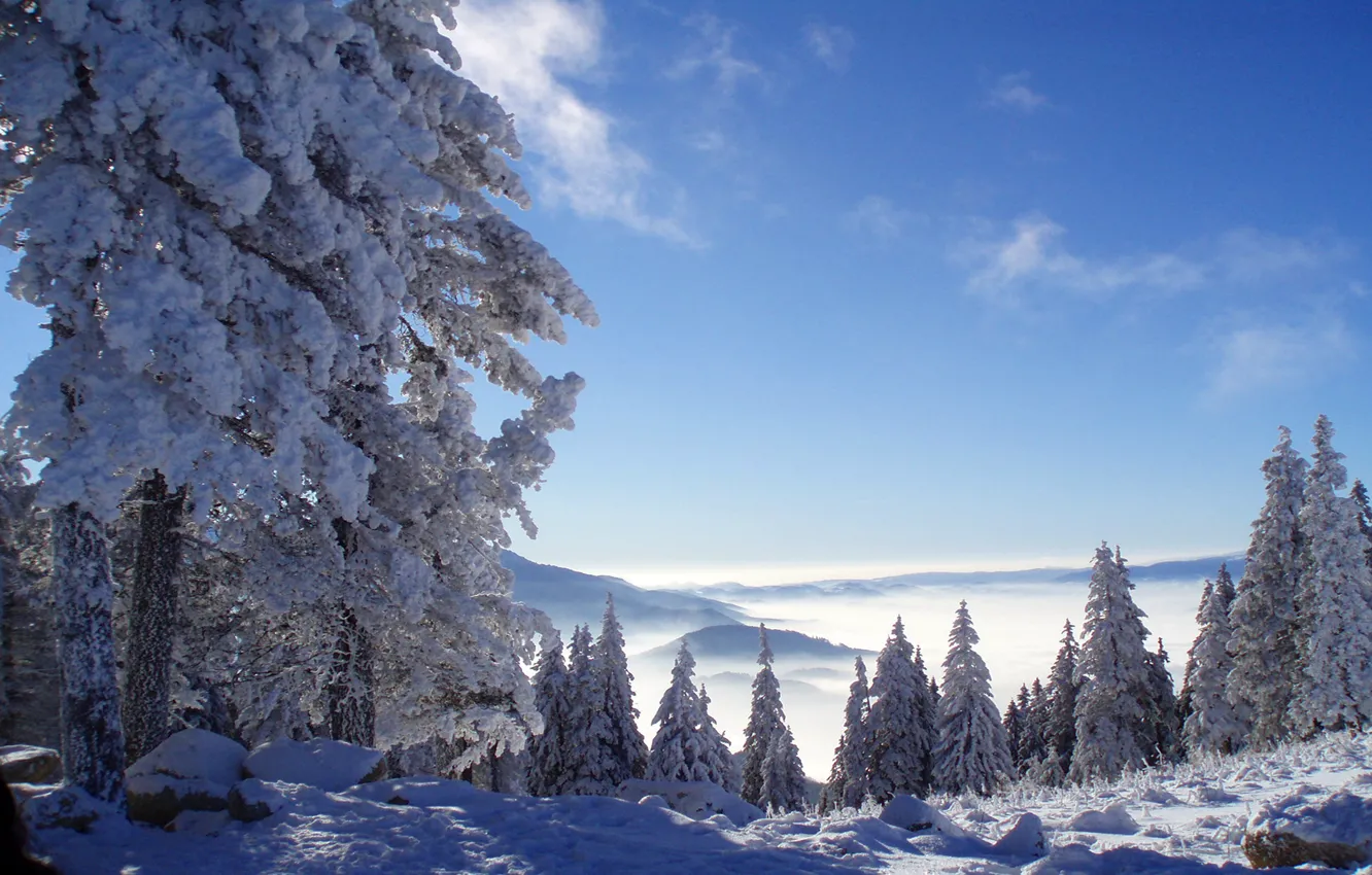 Photo wallpaper winter, forest, snow, mountains, Nature