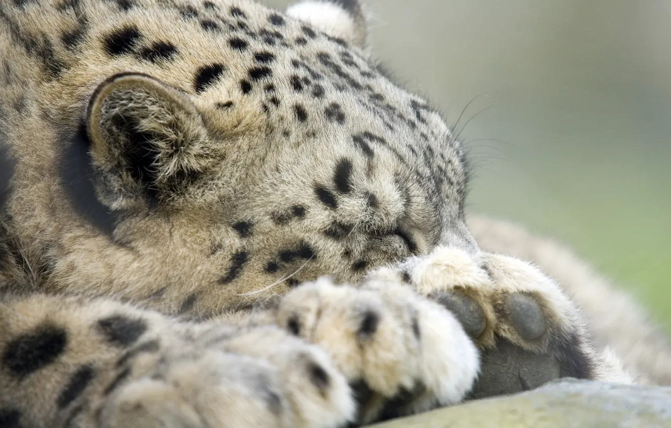 Photo wallpaper face, stay, sleep, predator, paws, IRBIS, snow leopard, wild cat
