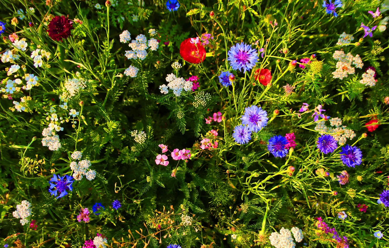 Photo wallpaper flowers, the view from the top, field, meadow, glade, greens, field, meadow