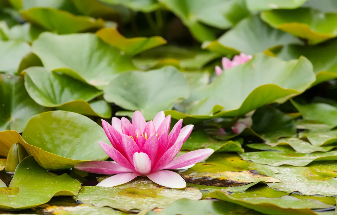Photo wallpaper leaves, water, nature, Flowers, Pink, Water Lily