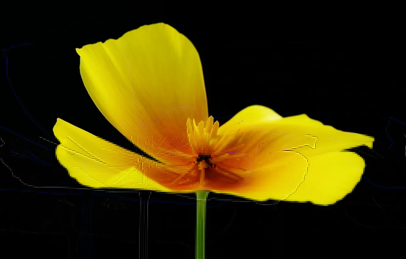 Photo wallpaper flowers, nature, background, petals