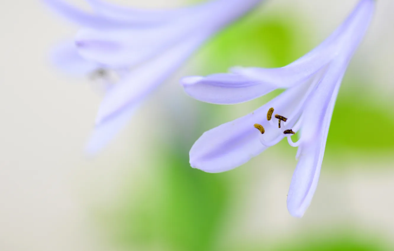 Photo wallpaper flowers, nature, plant, petals