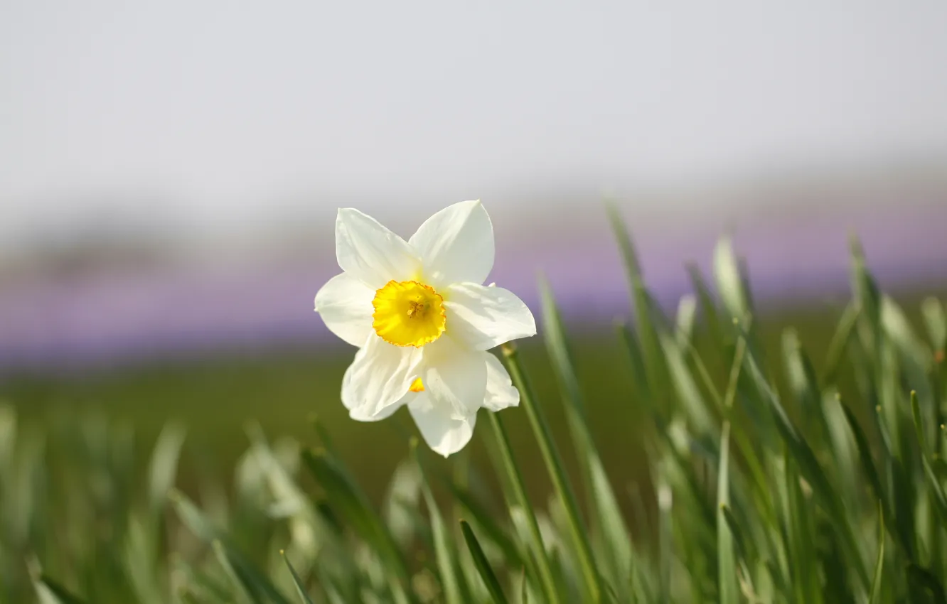 Photo wallpaper white, flowers, one, daffodils