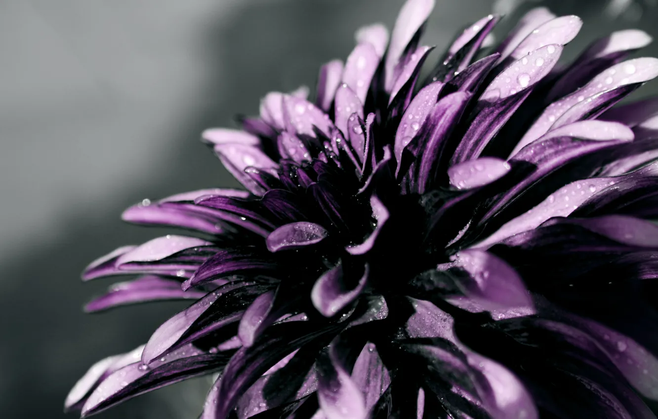 Photo wallpaper drops, macro, flowers, petals, flowers, macro