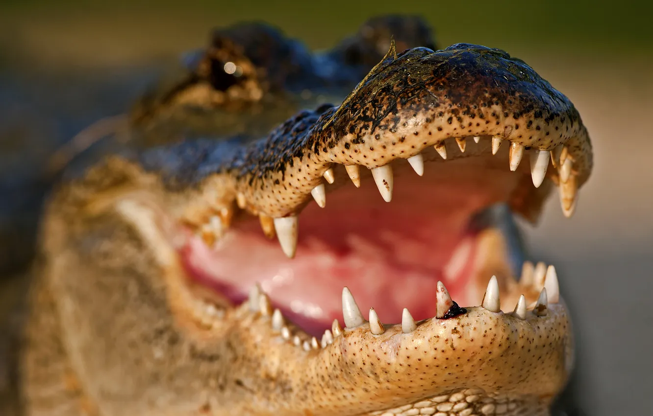 Photo wallpaper face, jaw, predator, teeth, crocodile, mouth