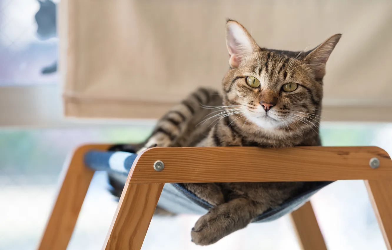 Photo wallpaper look, stay, Koshak, Tomcat, Kote