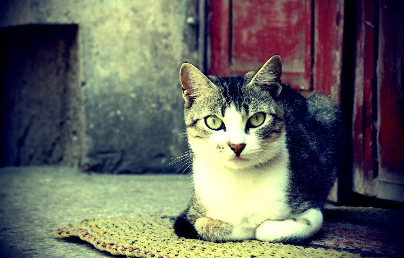 Photo wallpaper eyes, cat, mustache, photo, Wallpaper, color, treatment, wool