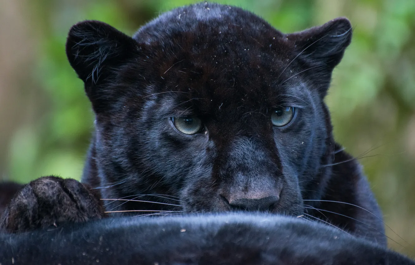 Photo wallpaper cat, look, leopard, leopard