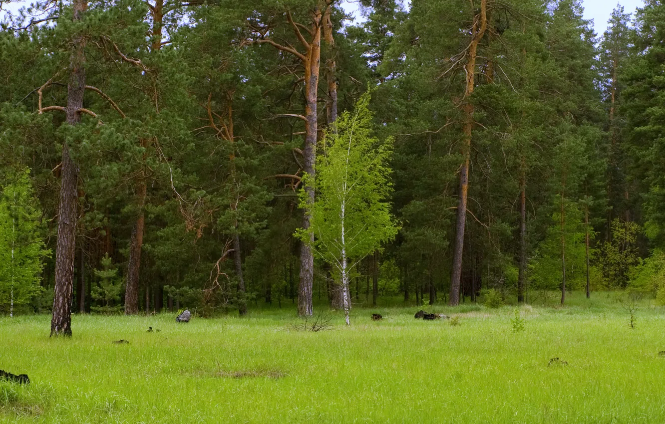 Photo wallpaper forest, green, birch, pine, Donetsk oblast