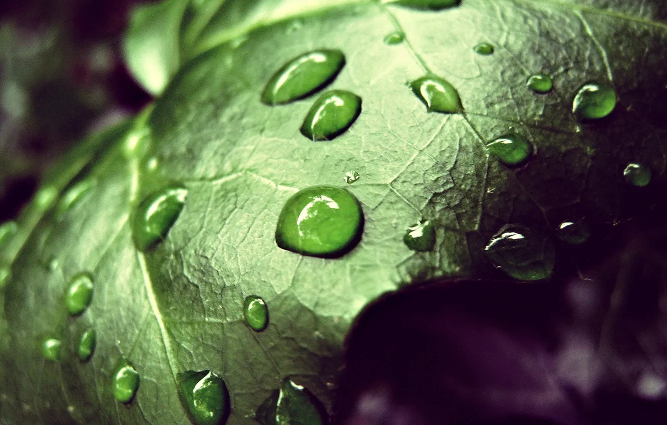 Photo wallpaper leaves, water, drops, macro