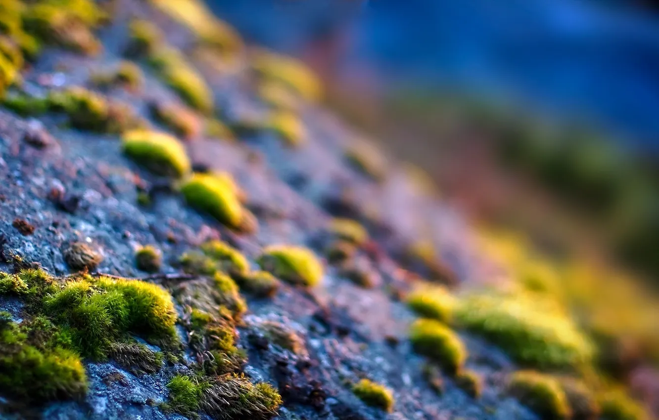 Photo wallpaper grass, macro, rays, light, nature, stones, focus, macro