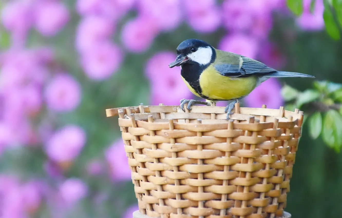 Photo wallpaper autumn, nature, bird, October, Big tit