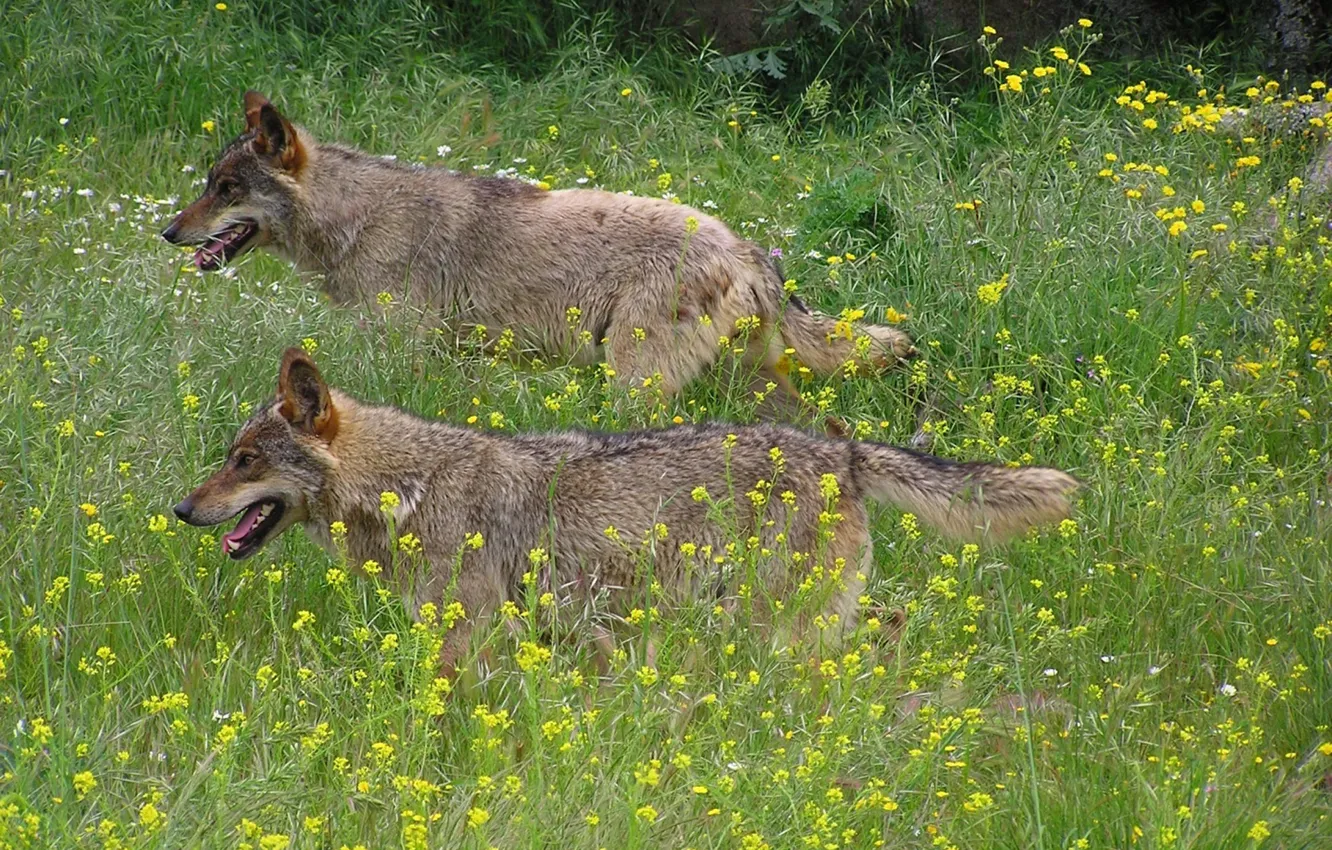 Photo wallpaper Predator, nature, animal, wolf, wildlife, portrait, portrait., Canis lupus. face