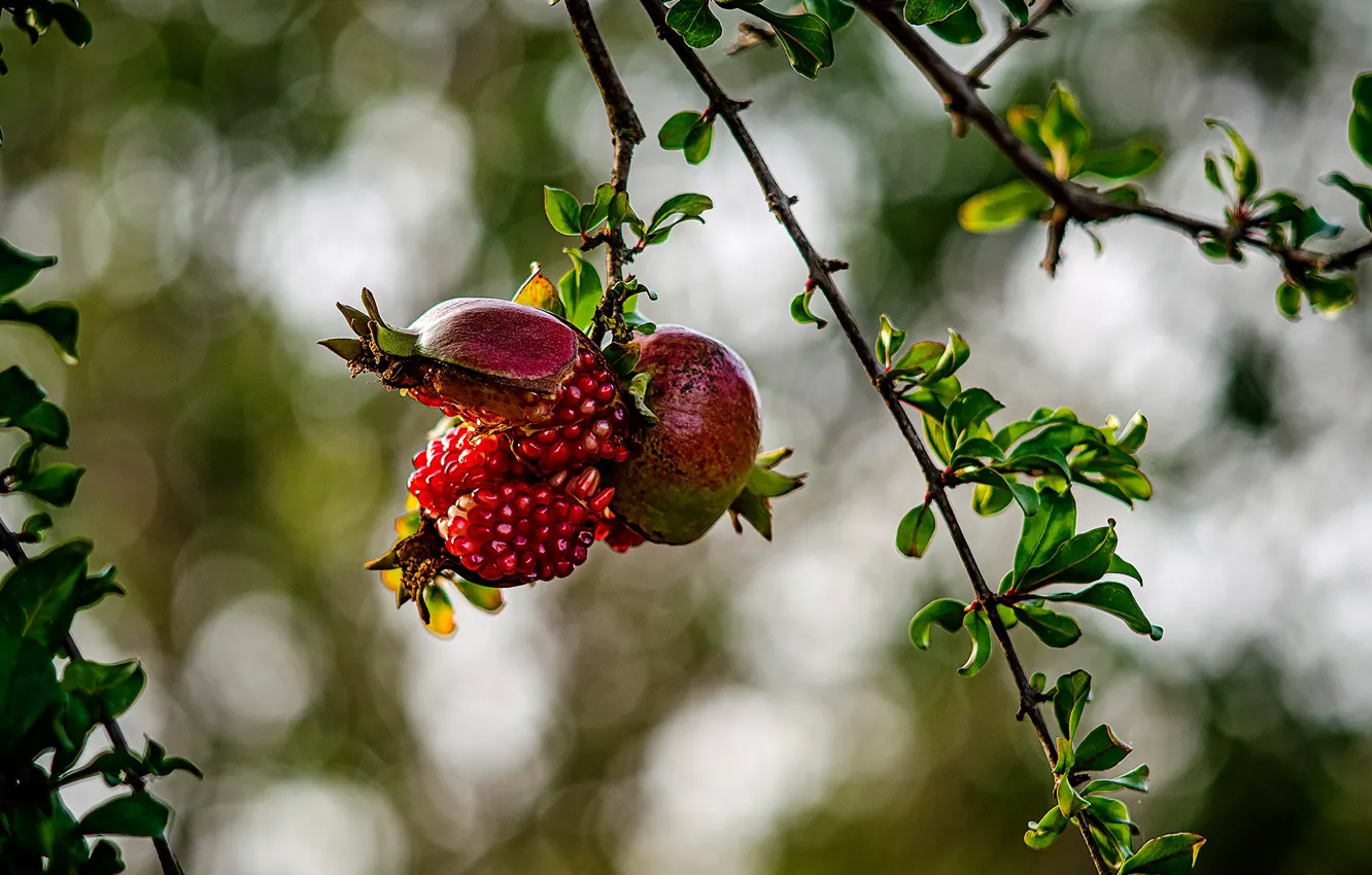 Photo wallpaper branches, grain, garnet