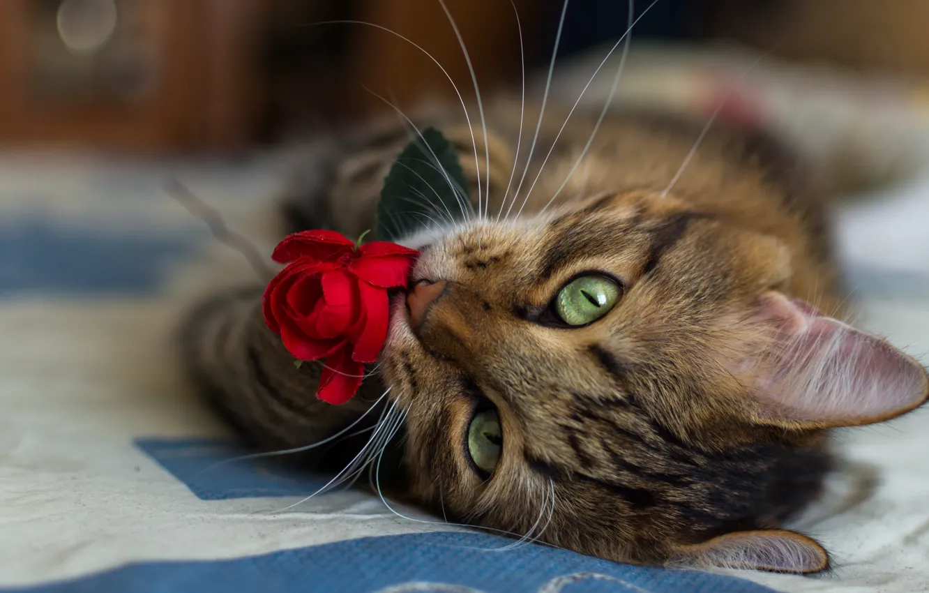 Photo wallpaper cat, flower, mustache, close-up, rose, blur, red