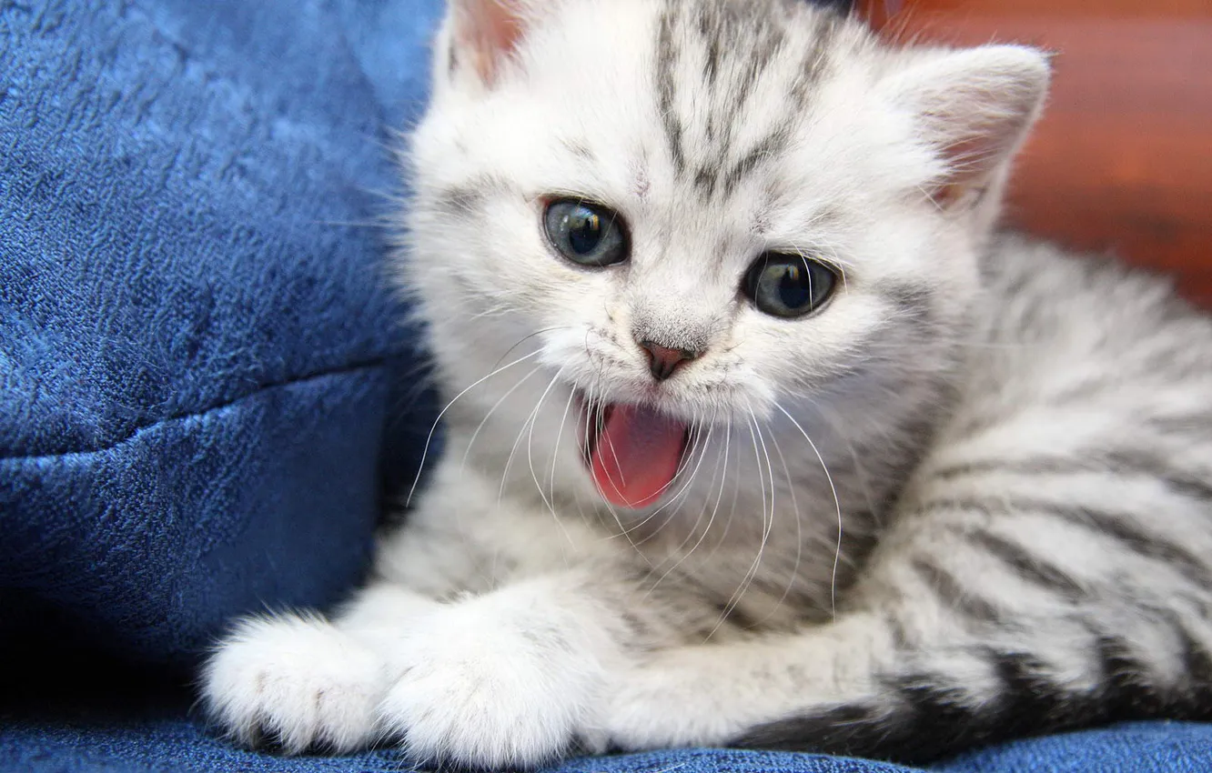 Photo wallpaper cat, look, pose, sweetheart, kitty, face