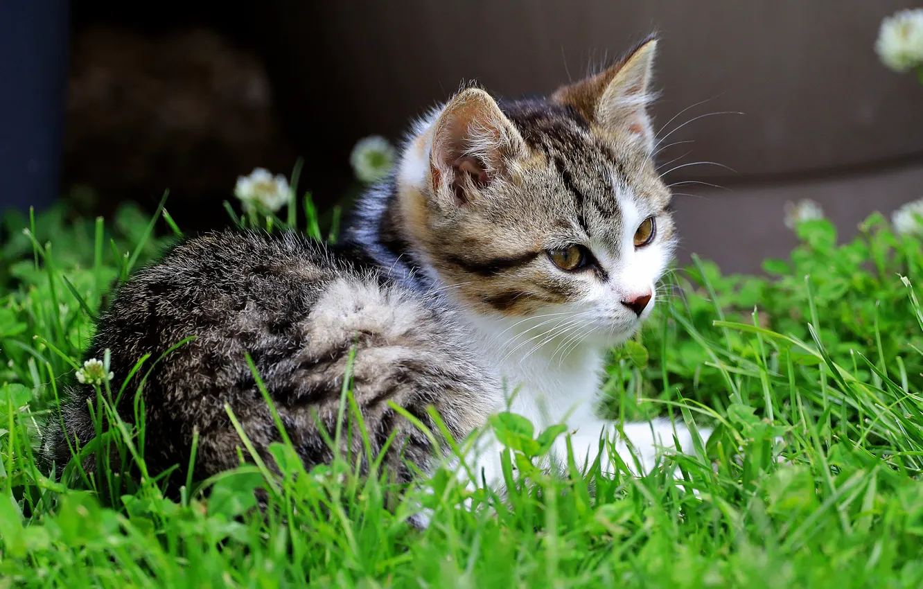 Photo wallpaper cat, summer, grass, look, face, kitty, lies, clover