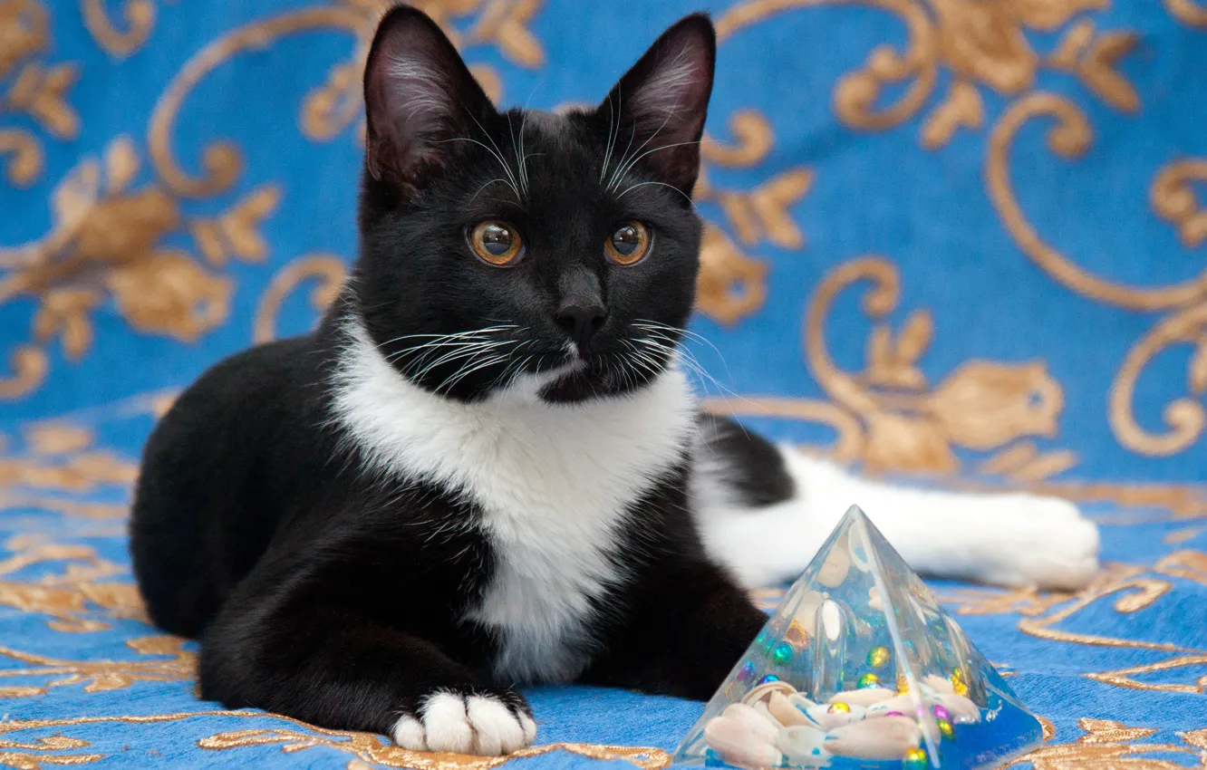 Photo wallpaper cat, cat, look, pose, toy, lies, black and white, kitty