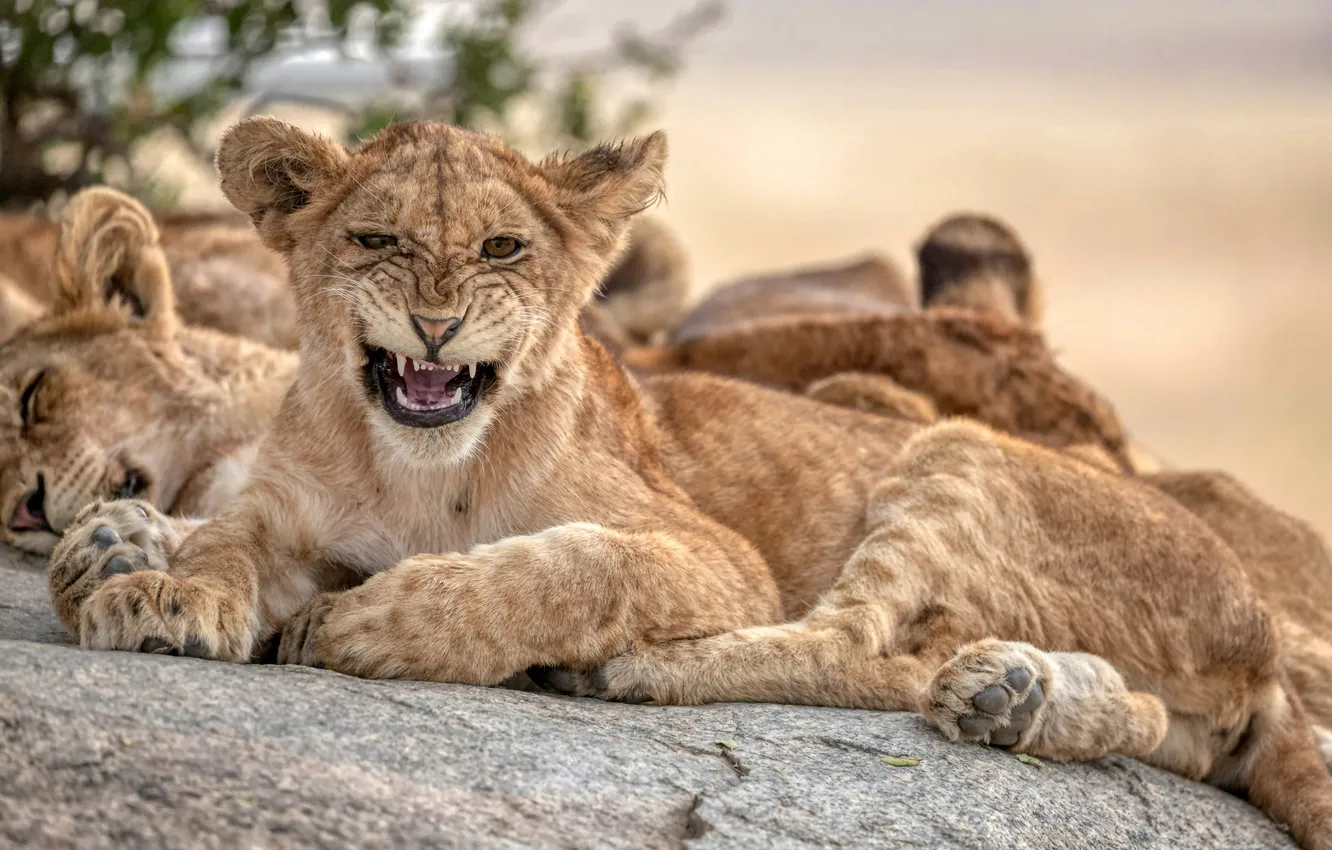 Photo wallpaper cat, pride, big cat, lions